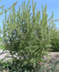Foto für Allergie-Pflanze Ragweed